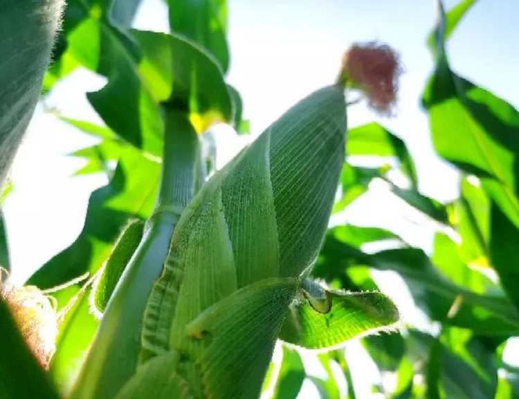 种植基地玉米实拍